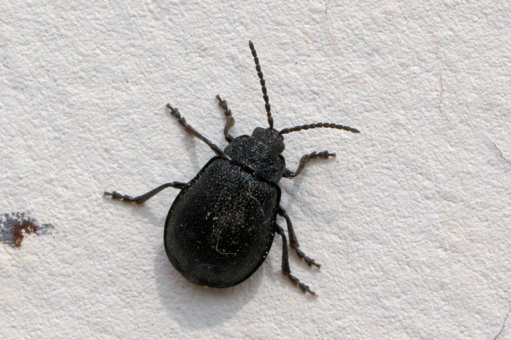 Chrysomelidae: Galeruca tanaceti? S